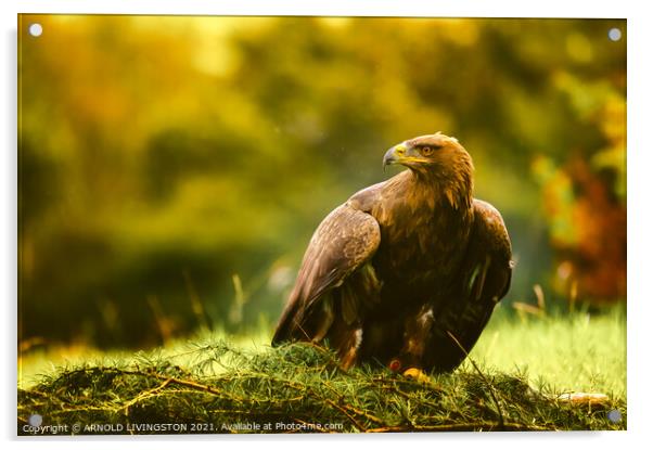 Golden eagle Acrylic by Arnie Livingston