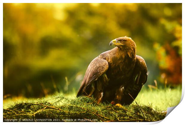 Golden eagle Print by Arnie Livingston