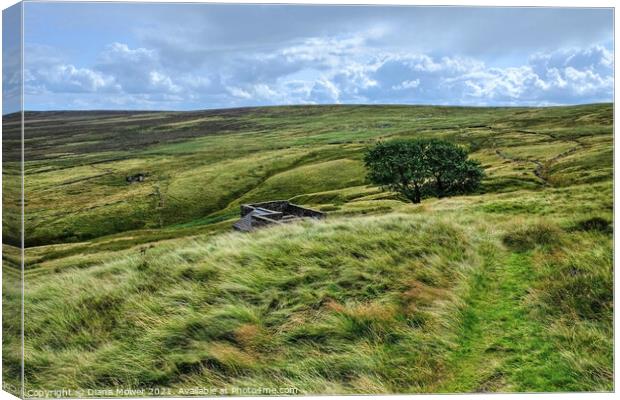 Top Withens ruins Haworth Moor Yorkshire Dales  Canvas Print by Diana Mower