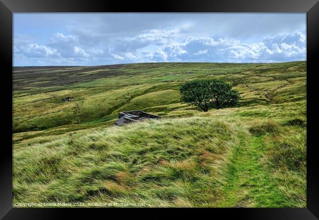 Top Withens ruins Haworth Moor Yorkshire Dales  Framed Print by Diana Mower