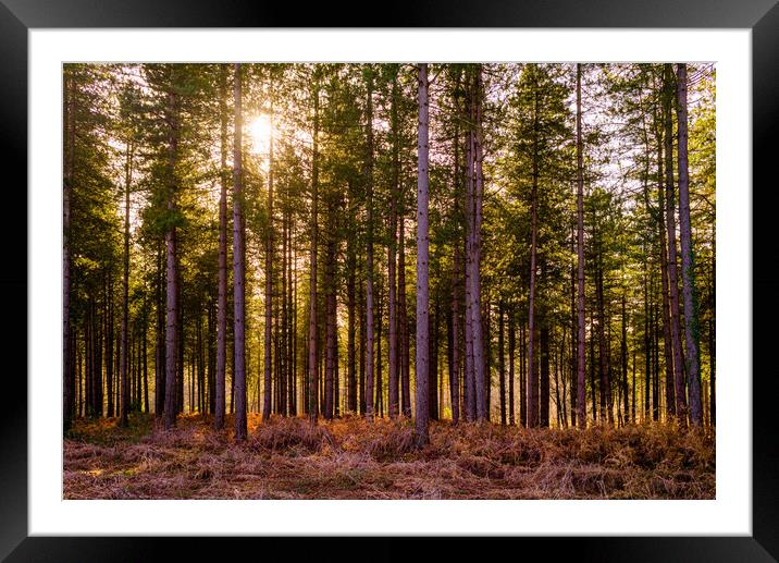 Pines against the sun Framed Mounted Print by Gerry Walden LRPS