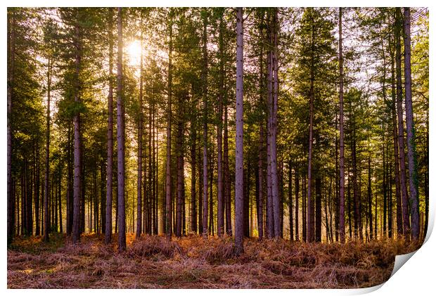Pines against the sun Print by Gerry Walden LRPS