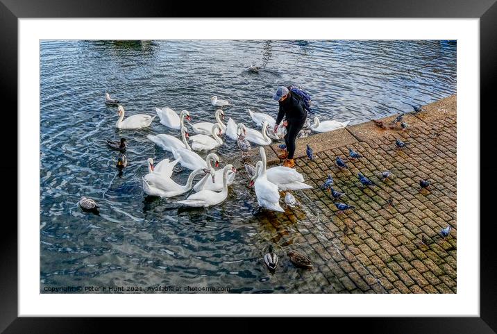 Feeding The Brixham Swans  Framed Mounted Print by Peter F Hunt