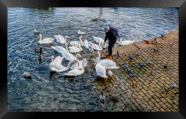 Feeding The Brixham Swans  Framed Print by Peter F Hunt
