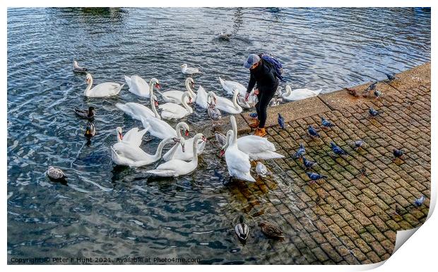 Feeding The Brixham Swans  Print by Peter F Hunt