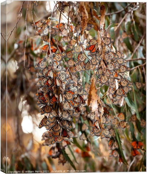 Monarch Butterflies Migration Eilwood Mesa  Grove Goleta Califor Canvas Print by William Perry