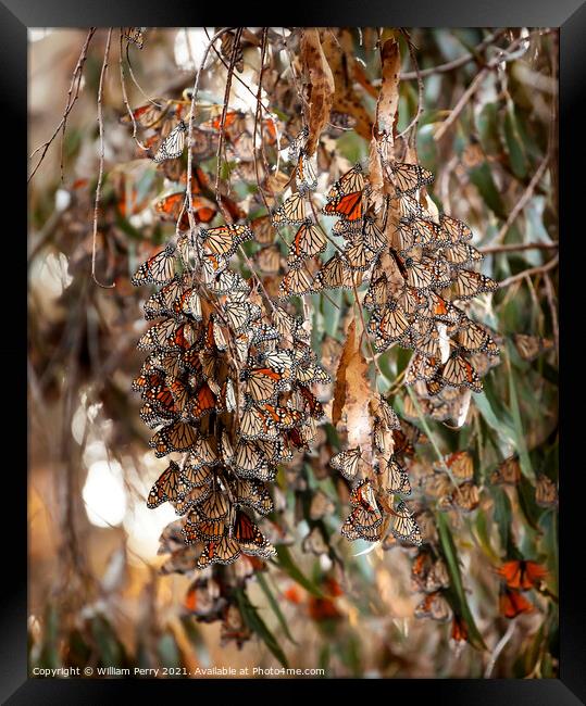 Monarch Butterflies Migration Eilwood Mesa  Grove Goleta Califor Framed Print by William Perry