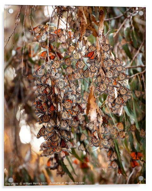 Monarch Butterflies Migration Eilwood Mesa  Grove Goleta Califor Acrylic by William Perry