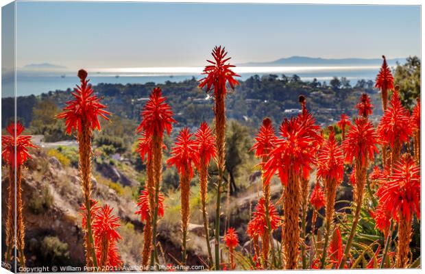 Orange Aloe Cactus Morning Pacific Ocean Santa Barbara Californi Canvas Print by William Perry