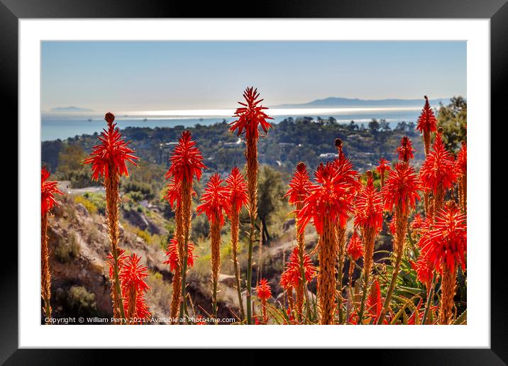 Orange Aloe Cactus Morning Pacific Ocean Santa Barbara Californi Framed Mounted Print by William Perry