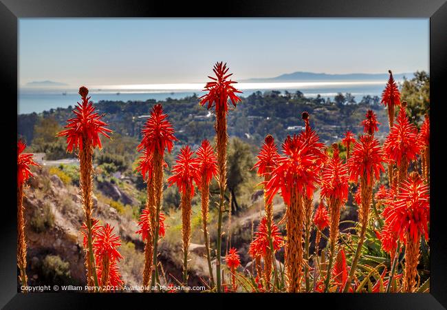 Orange Aloe Cactus Morning Pacific Ocean Santa Barbara Californi Framed Print by William Perry
