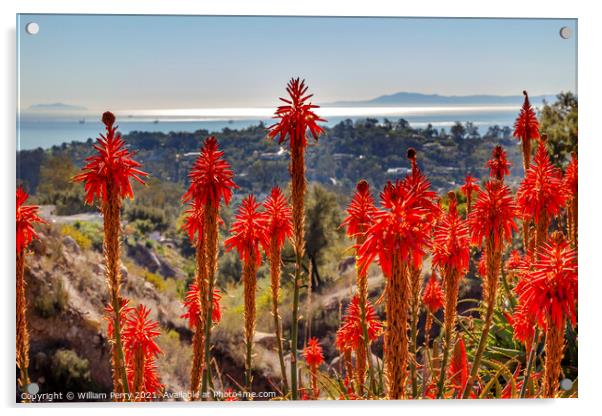 Orange Aloe Cactus Morning Pacific Ocean Santa Barbara Californi Acrylic by William Perry