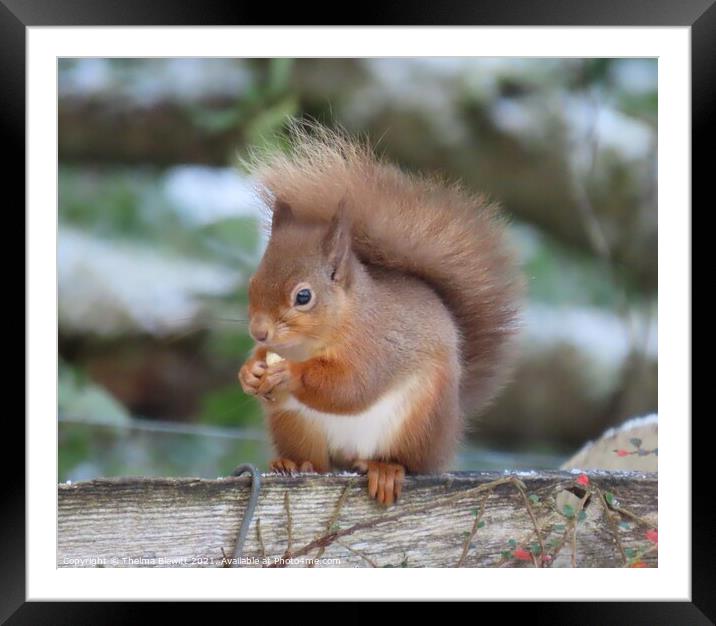 Young red squirrel Framed Mounted Print by Thelma Blewitt