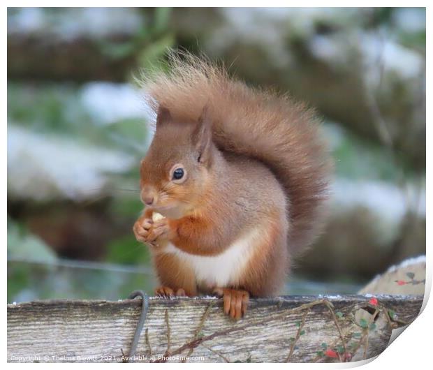 Young red squirrel Print by Thelma Blewitt