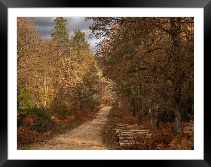 Forest walk Framed Mounted Print by Andy Dow