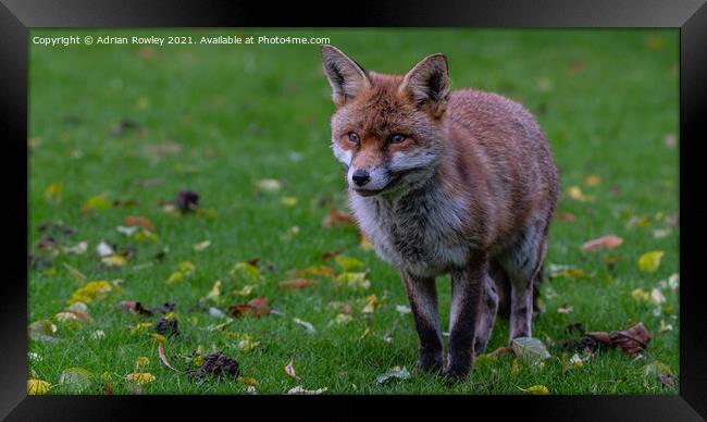 Red Fox Framed Print by Adrian Rowley