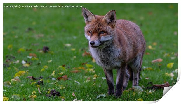 Red Fox Print by Adrian Rowley
