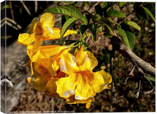 Colourful closeup of Yellow Bells Bush flower blooms. Canvas Print by Geoff Childs