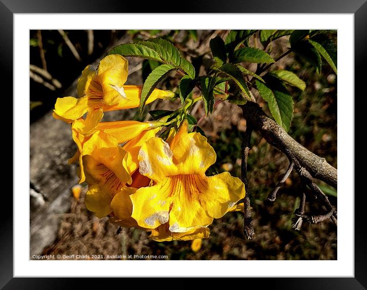 Colourful closeup of Yellow Bells Bush flower blooms. Framed Mounted Print by Geoff Childs