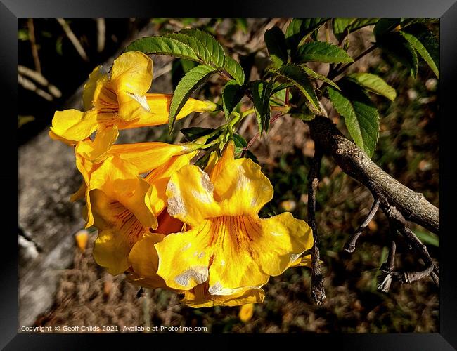 Colourful closeup of Yellow Bells Bush flower blooms. Framed Print by Geoff Childs