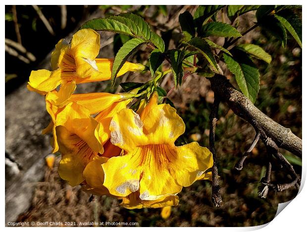 Colourful closeup of Yellow Bells Bush flower blooms. Print by Geoff Childs