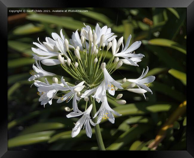 White Agapanthus Blossom in a Garden  Framed Print by Geoff Childs