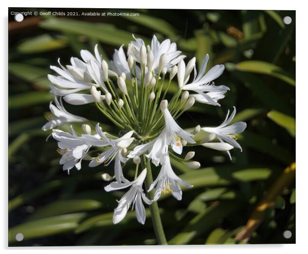White Agapanthus Blossom in a Garden  Acrylic by Geoff Childs