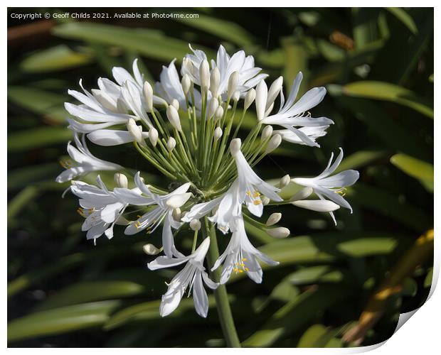 White Agapanthus Blossom in a Garden  Print by Geoff Childs