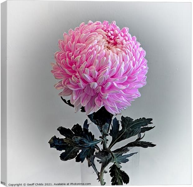Pretty  Pink Chrysanthemum Flower. Canvas Print by Geoff Childs