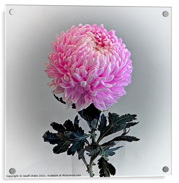 Pretty  Pink Chrysanthemum Flower. Acrylic by Geoff Childs