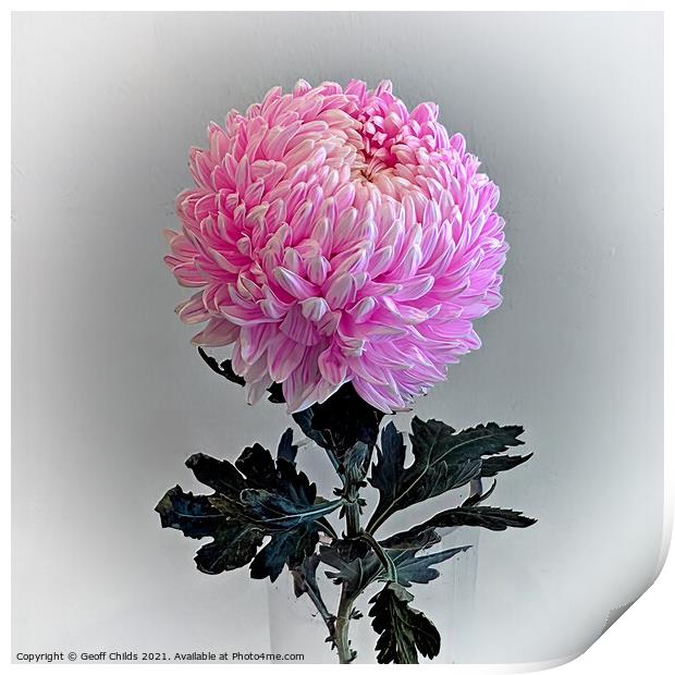 Pretty  Pink Chrysanthemum Flower. Print by Geoff Childs