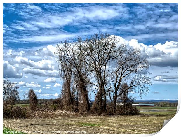 Stately Trees on Rustic Farmland Print by Deanne Flouton