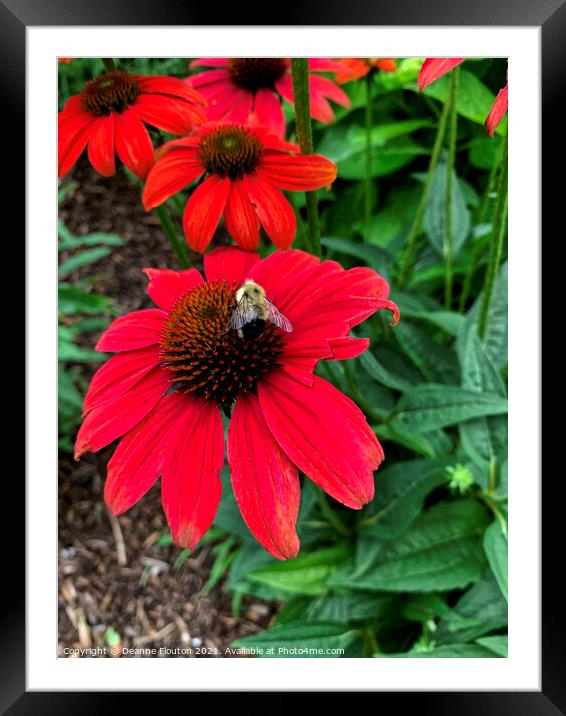 Buzzing Beauty Framed Mounted Print by Deanne Flouton