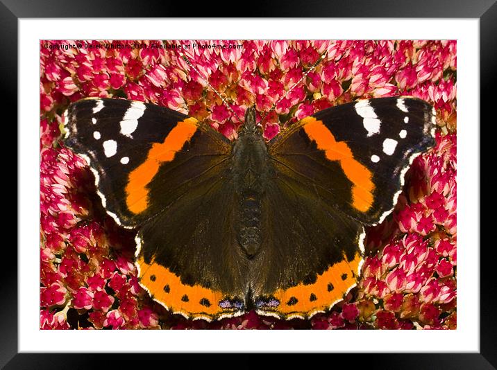 Red Admiral butterfly Framed Mounted Print by Derek Whitton