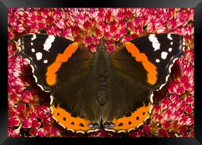 Red Admiral butterfly Framed Print by Derek Whitton