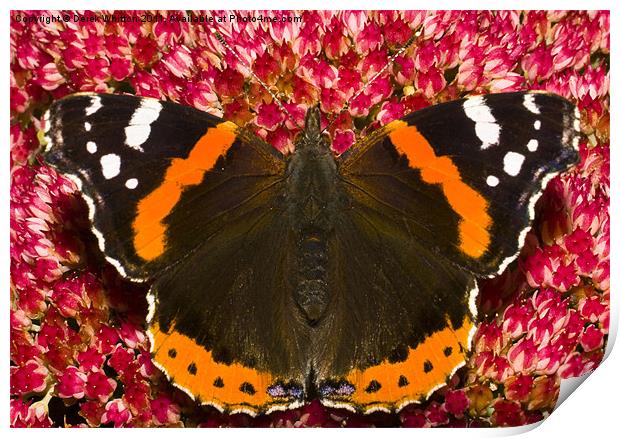 Red Admiral butterfly Print by Derek Whitton