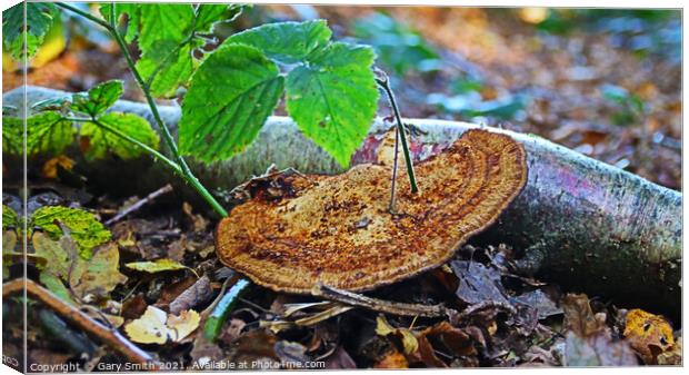 Fungi with Stem Growing out! Canvas Print by GJS Photography Artist