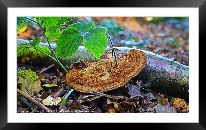 Fungi with Stem Growing out! Framed Mounted Print by GJS Photography Artist
