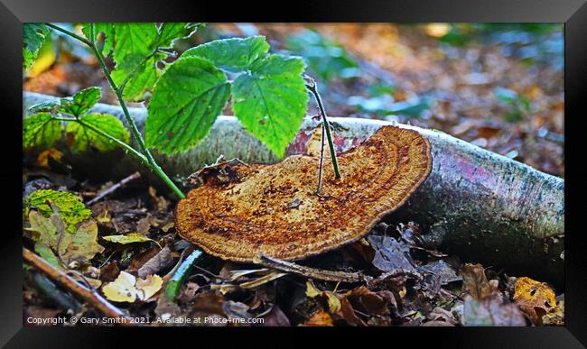 Fungi with Stem Growing out! Framed Print by GJS Photography Artist