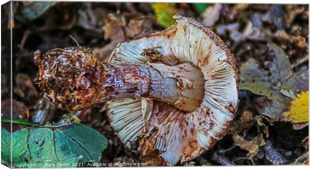 Uprooted Mushroom  Canvas Print by GJS Photography Artist