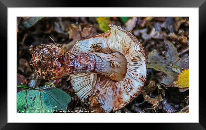 Uprooted Mushroom  Framed Mounted Print by GJS Photography Artist