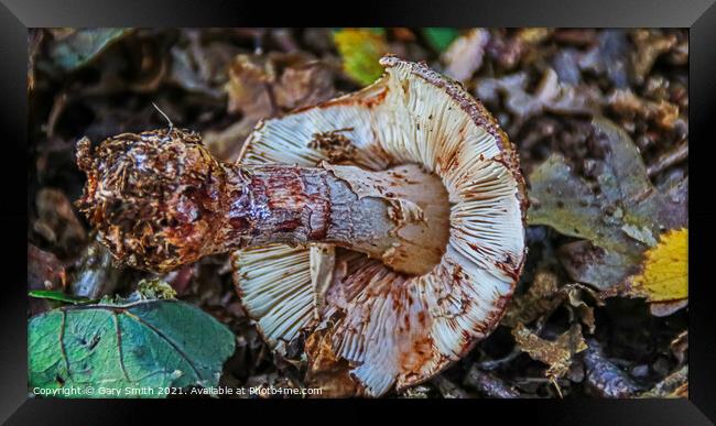Uprooted Mushroom  Framed Print by GJS Photography Artist