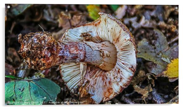 Uprooted Mushroom  Acrylic by GJS Photography Artist