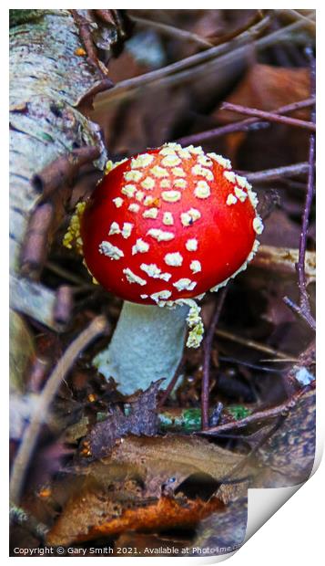 Fly Agaric (Alice in Wonderland) Print by GJS Photography Artist