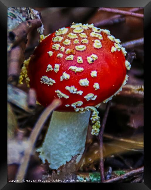 Fly Agaric (Alice in Wonderland) Framed Print by GJS Photography Artist