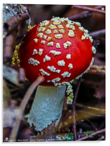 Fly Agaric (Alice in Wonderland) Acrylic by GJS Photography Artist