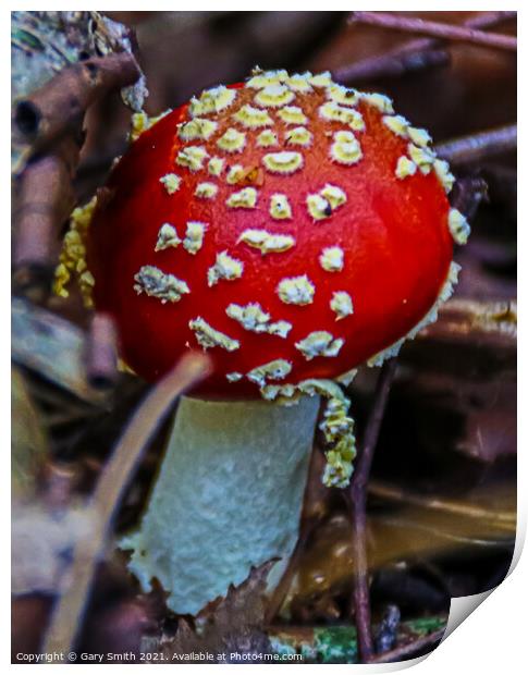 Fly Agaric (Alice in Wonderland) Print by GJS Photography Artist