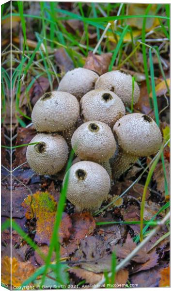 Common Puffballs Blown Out! Canvas Print by GJS Photography Artist