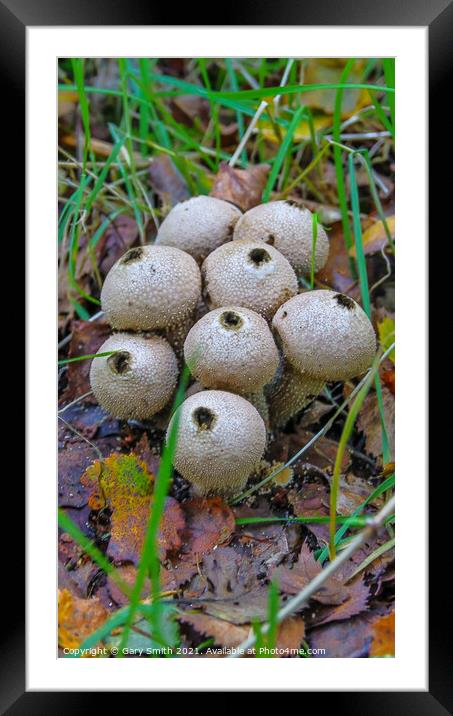 Common Puffballs Blown Out! Framed Mounted Print by GJS Photography Artist