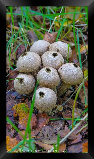 Common Puffballs Blown Out! Framed Print by GJS Photography Artist